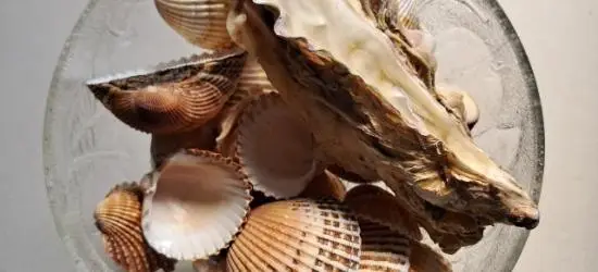 Muscheln / Dekoration